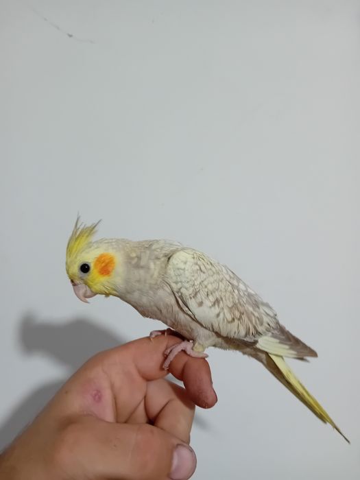 Caturras criadas a mão/domesticadas