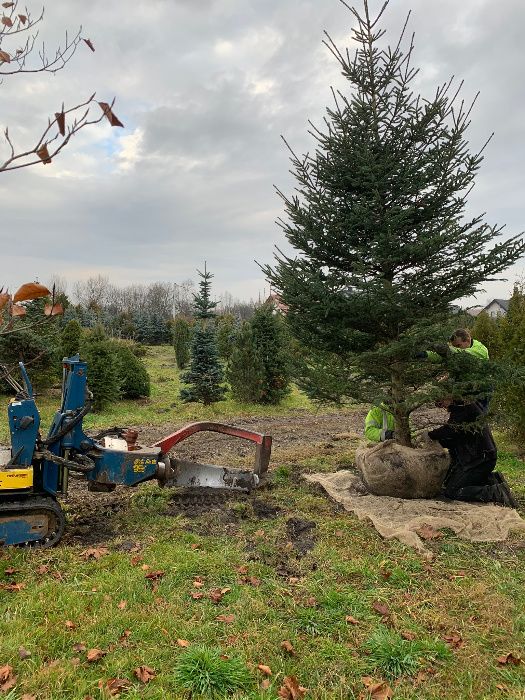 Klon lipa brzoza grab drzewa do nasadzen zastepczych obw pnia 20-30 cm