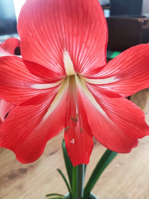 Вазон Амариліс червоний