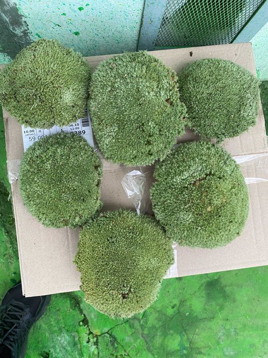 Скуп мох Кочка лісовий