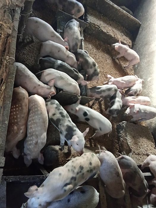 Продам поросят,вес до 10 кг