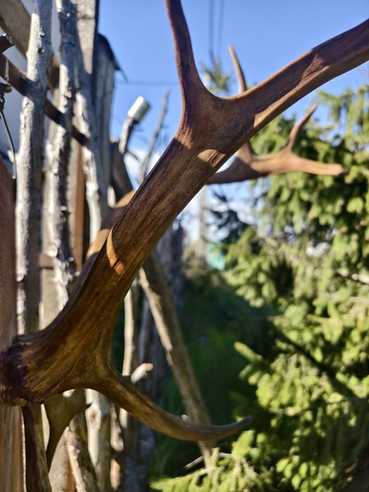 Рога  Оленя  (под лаком)