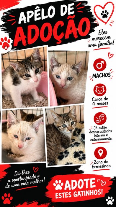 Gatos bebés para adoção responsável