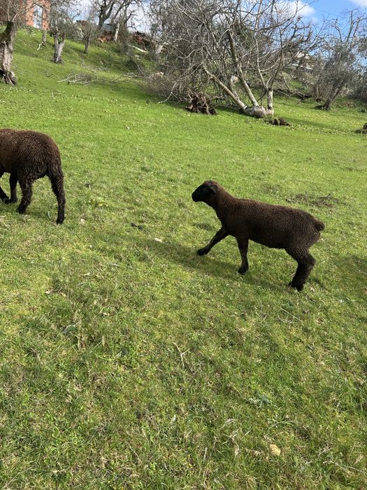 Animais de quinta burregos