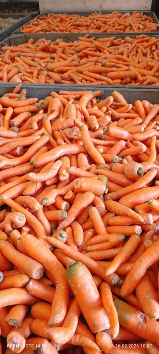 Sprzedam marchew paszową