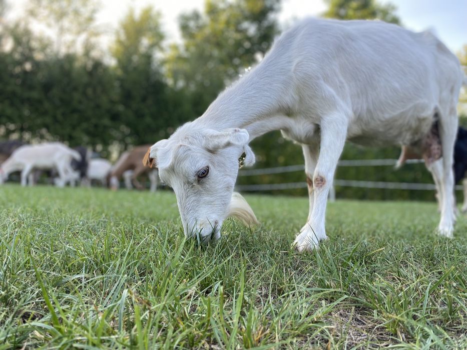 Agroturystyka "Siedlisko" Wola Mała - Biłgoraj - Zwierzyniec/Roztocze