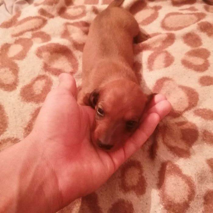 Продаються такси дівчатка 3000грн(можливий торг)