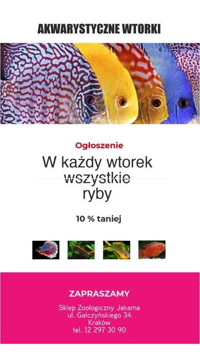 Pielęgniczka ramireza electric blue