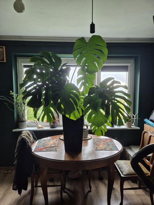 Ogromna Monstera