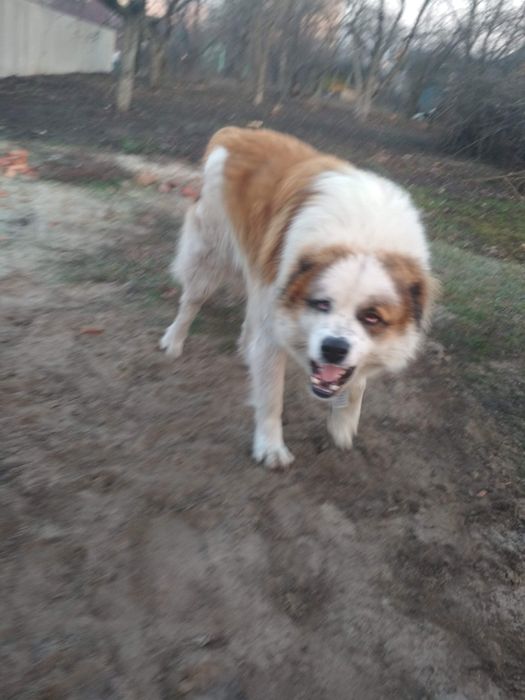 Алабай ,  в'язка