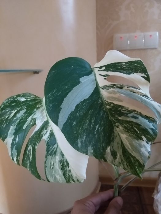 Монстера Альба верхушка