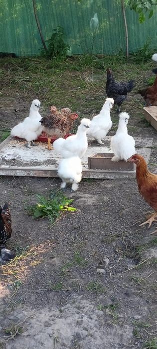Китайські шовкові кури інкубаційні яйця