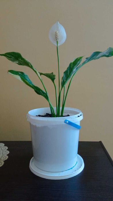 Спатіфілум варієгатний  жіноче ЩАСТЯ женское счастье