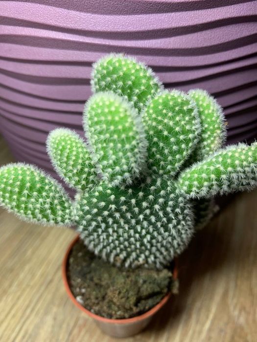 Кактус  Опунция /