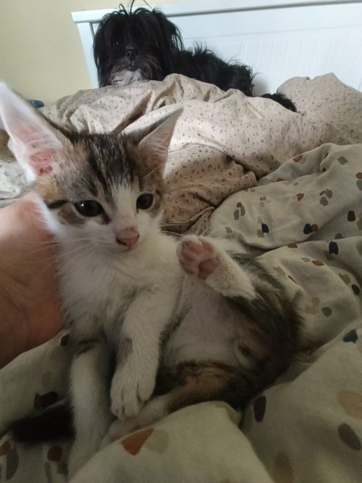 Oddam za darmo kocurka Kraków Podgórze Duchackie • OLX.pl