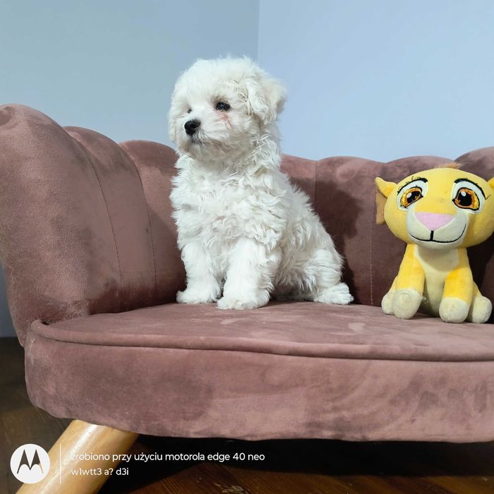 Bichon Frise - biała kuleczka