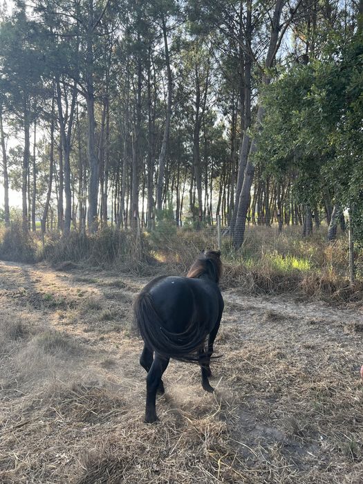 Ponei adulto atrelado e montado