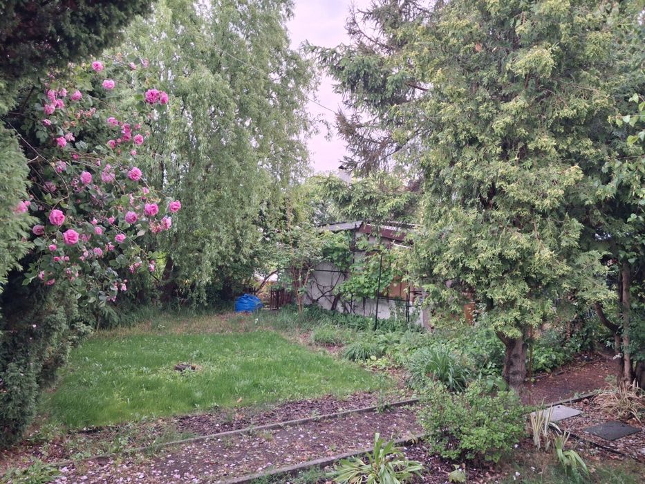 Działka ROD Kościan Relaks 230 m² | Altana murowana, prąd, woda, nawadnianie
