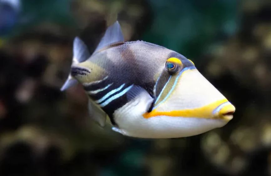 Rhinecanthus aculeatus (Rogatnica Picasso) (rozm. S) {Ryba morska}