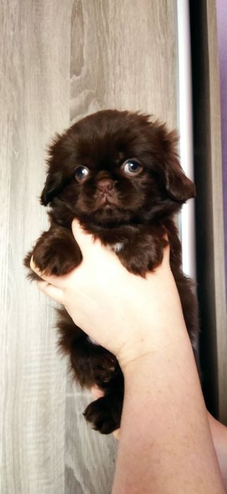 Цуценята пекінеси