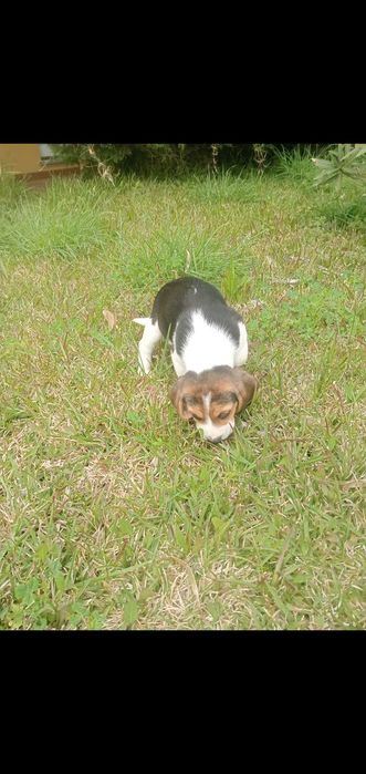 Venda de machinho beagle