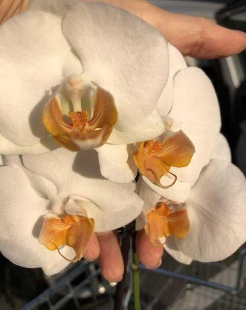 Фаленопсис орхидея Дарвин