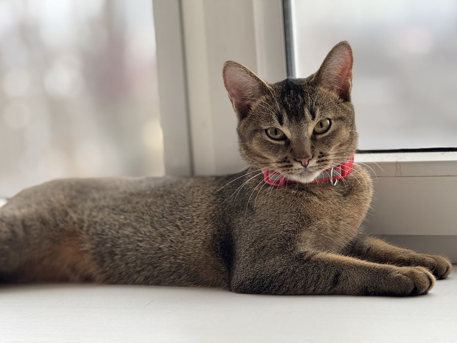 Продам абісинську кішку