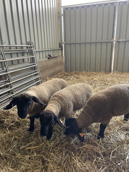 Suffolk puros