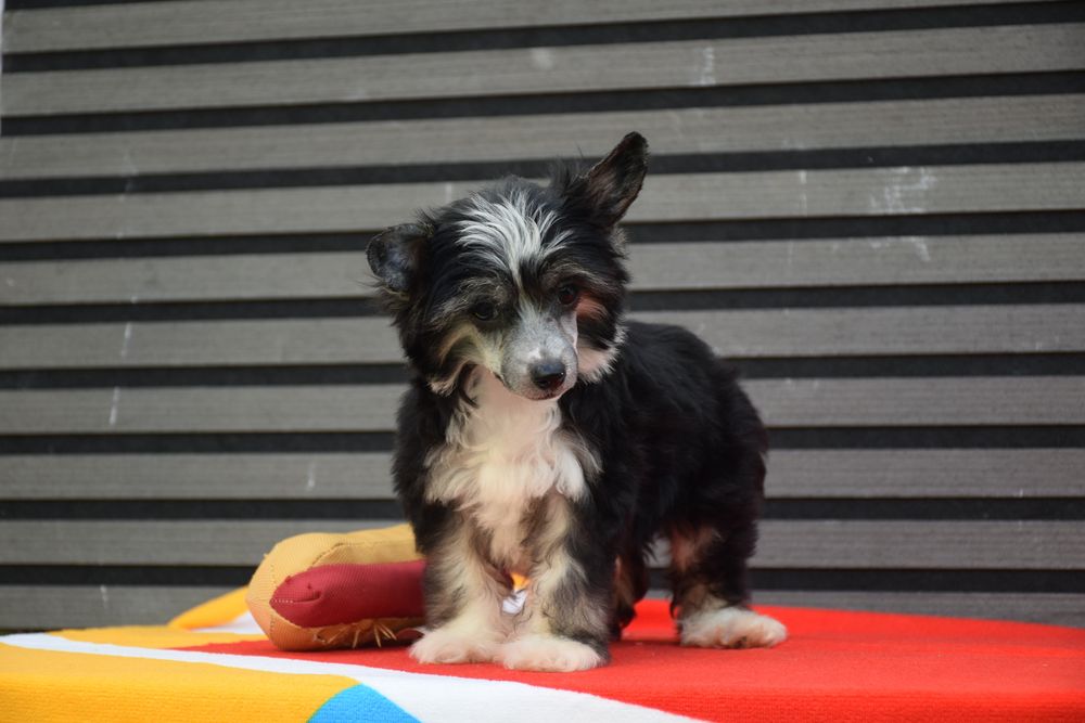 Chinese Crested Dog - Variedade com pelo