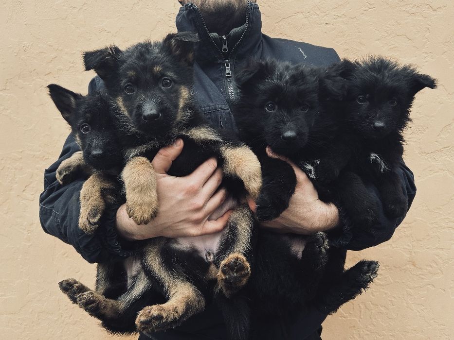 Цуценята німецької вівчарки