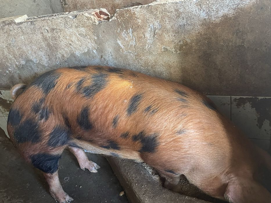 Porco Duroc.