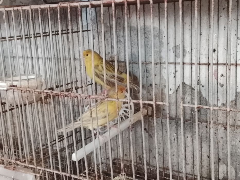 Canários várias raças