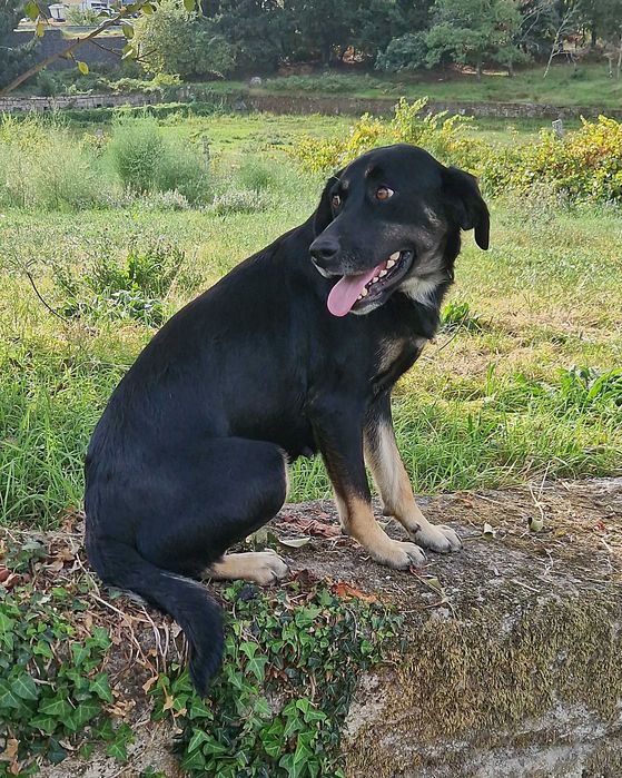 CANELA - Cadela muito meiga para adoção!