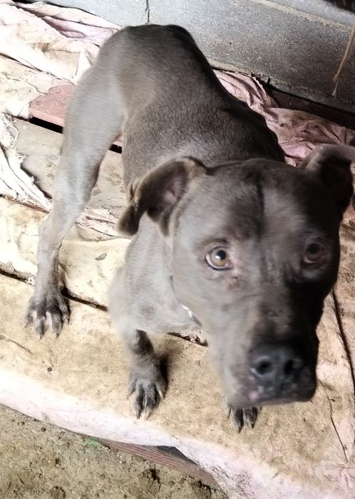 Adoção de  um pitbull.