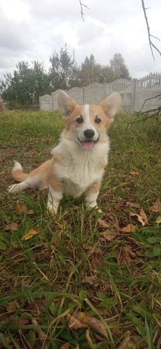 Вельш корги пемброк