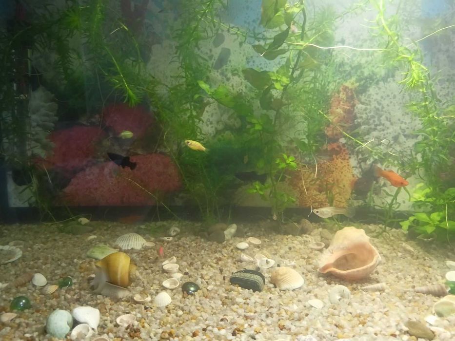 Продам рибок Гупі, Мечоносці. Також равлики "Ампулярії"