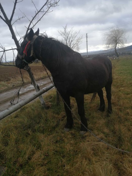 Продам спокійного коня