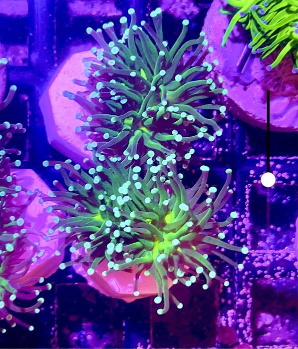 Euohyllia Glabrenscens Green FLUOLAMPS WYSYLKI