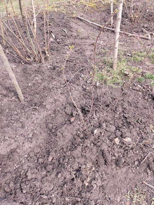 Смородина золота