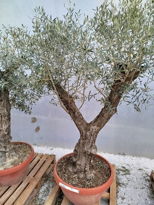 Drzewka oliwne bonsai
