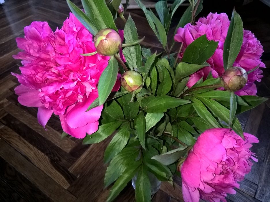 Саженцы-рассада ранних пионов