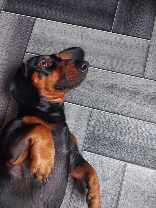 Отдам таксу. Мальчик 4 года