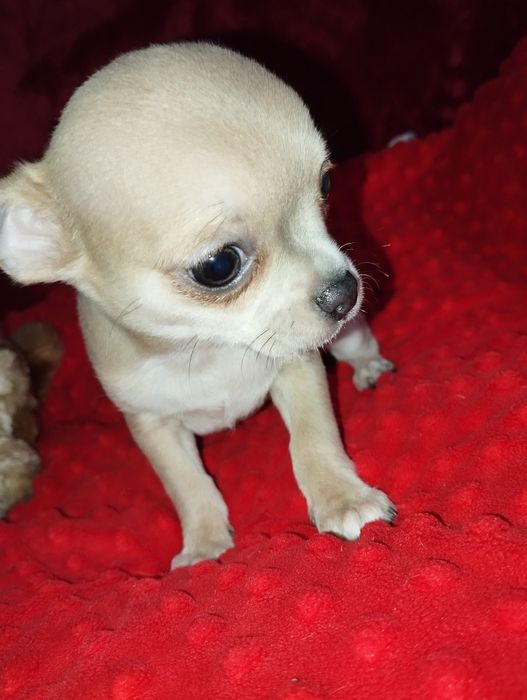 Piesek Chihuahua. Piękny, urodzony 30ego października.