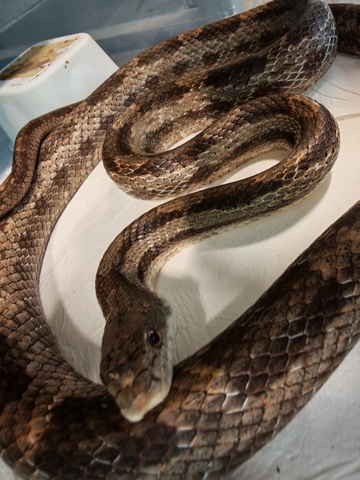 Rat Snake wąż samidc promocja do końca czerwca