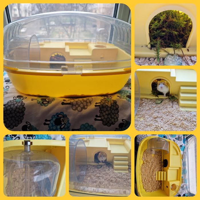 Готовий подарунок Хома-Сет