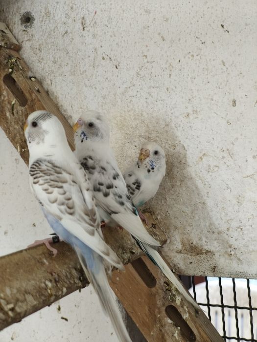 Periquitos australianos