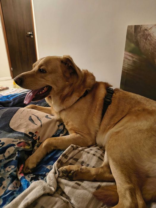 Labrador szuka nowego domu