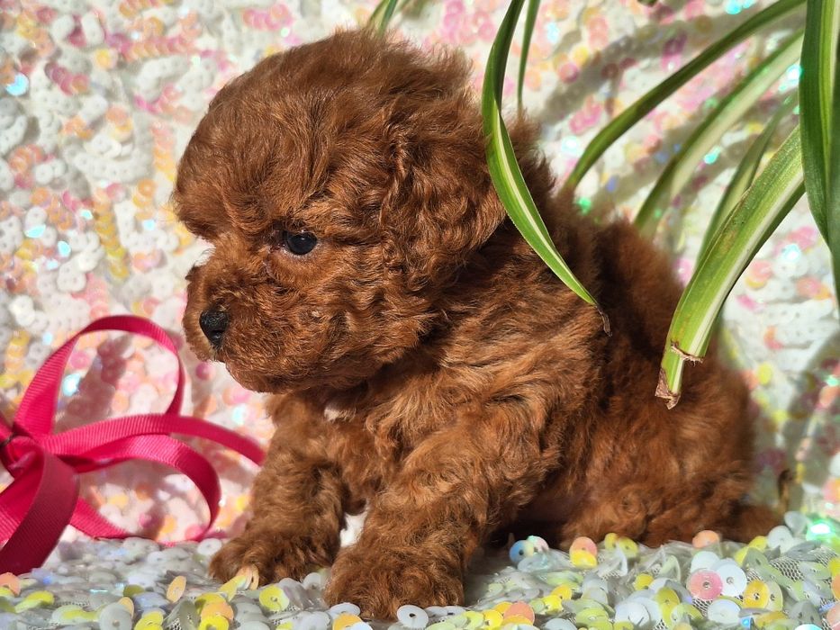 Cavapoo  szczeniaczek z rodowodem
