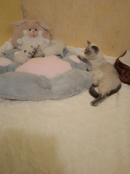 Кошенята Під Ялинку