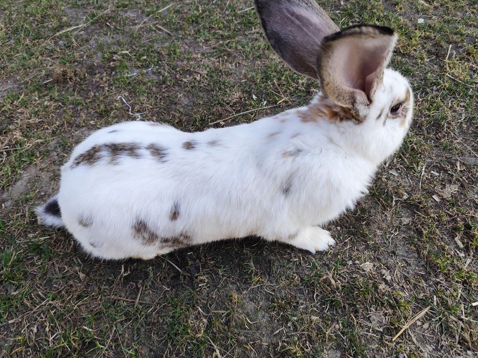 Sprzedam  samca królika